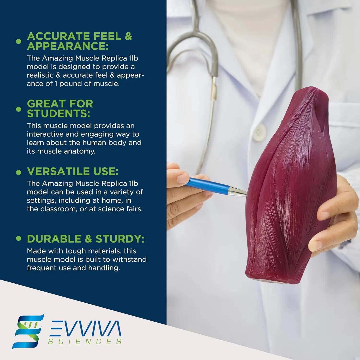 Human Muscle and Fat Replicas  - Nutrition In Fitness avaliação e preço