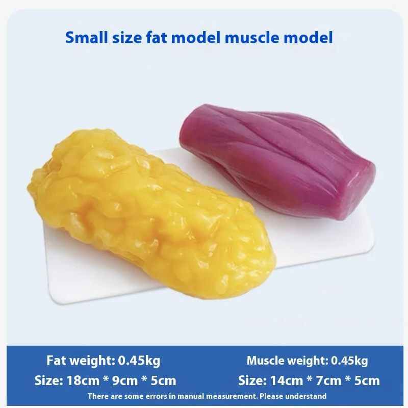 Human Muscle and Fat Replicas  - Nutrition In Fitness avaliação e preço